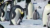 La metà dei pinguini è a rischio