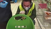 Blitz Nas, spesa a rischio virus
