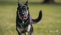 Rieducato il cane di Biden