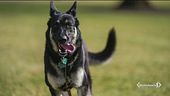 Rieducato il cane di Biden