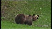 Trentino, la guerra degli orsi