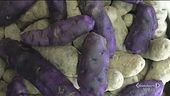 La patata viola: dall'antipasto al dolce