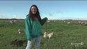 Diventare pastora, una scelta di vita