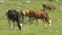 Mucche e galline, boom di adozione