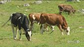 Mucche e galline, boom di adozione
