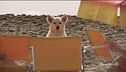 La Dog Beach di San Vincenzo in provincia di Livorno