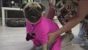 Anche il vostro cane potrebbe diventare un influencer