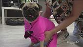 Anche il vostro cane potrebbe diventare un influencer