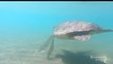 Salvare le tartarughe marine