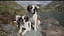 Il cane San Bernardo