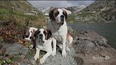 Il cane San Bernardo