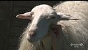 Un rifugio per animali in difficoltà
