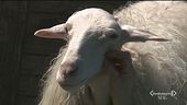 Un rifugio per animali in difficoltà