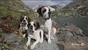 Oggi è la festa mondiale del cane