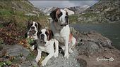 Oggi è la festa mondiale del cane