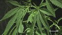Cannabis a casa, la Camera vota sì