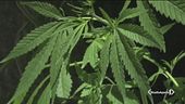 Cannabis a casa, la Camera vota sì