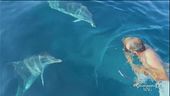 Storie italiane: nuotare con i delfini