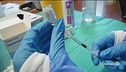 Ecco perchè il vaccino è efficace