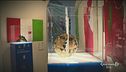 I cimeli più preziosi del museo di Coverciano del calcio vanno in tour