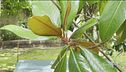 L'Orto Botanico di Pisa