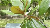 L'Orto Botanico di Pisa