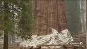 Usa, i roghi devastano le sequoie