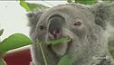 Strage di Koala in Australia