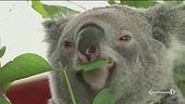 Strage di Koala in Australia