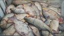Bracconieri, strage di pesci sul Po