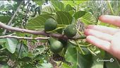 Dopo la xylella il killer dei fichi