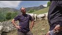 L'allevamento bovino in montagna