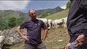 L'allevamento bovino in montagna