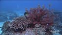 Riscaldamento degli oceani, barriera corallina a rischio