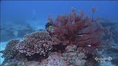 Riscaldamento degli oceani, barriera corallina a rischio