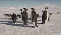 Il pinguino imperatore è una delle specie più minacciate dal riscaldamento globale