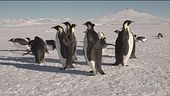 Il pinguino imperatore è una delle specie più minacciate dal riscaldamento globale