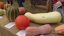 La mostra della zucca di Piozzo
