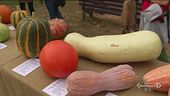 La mostra della zucca di Piozzo