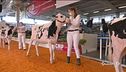 Mucche in fiera per miss fattoria