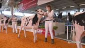 Mucche in fiera per miss fattoria