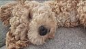 Il maltipoo