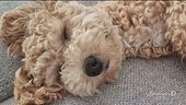 Il maltipoo
