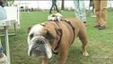 I simpaticissimi bulldog inglesi