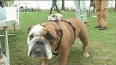 I simpaticissimi bulldog inglesi