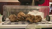 Il tartufo patrimonio dell'Unesco?