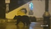 L'orso goloso di Roccaraso