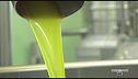 L'olio marchigiano dell'oleificio Silvestri
