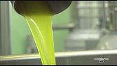 L'olio marchigiano dell'oleificio Silvestri