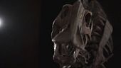 Asta-lampo per il dinosauro Henry
